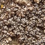 Aspicilia verrucigera