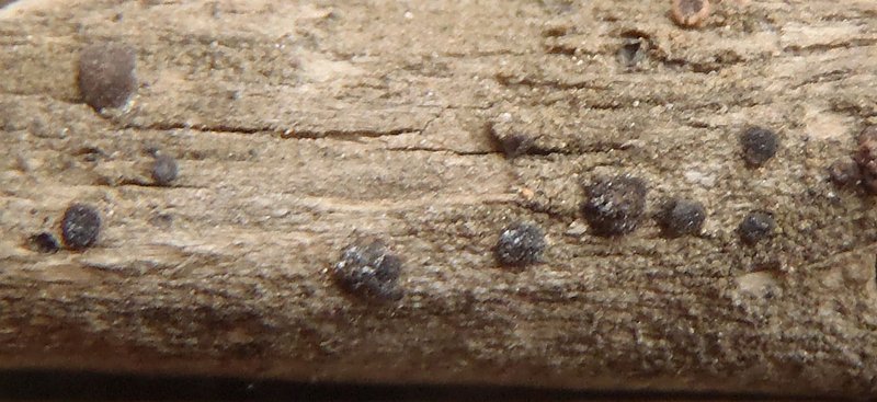 Bacidia auerswaldii