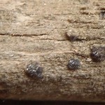 Bacidia auerswaldii