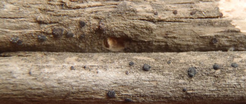Bacidia auerswaldii