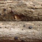 Bacidia auerswaldii