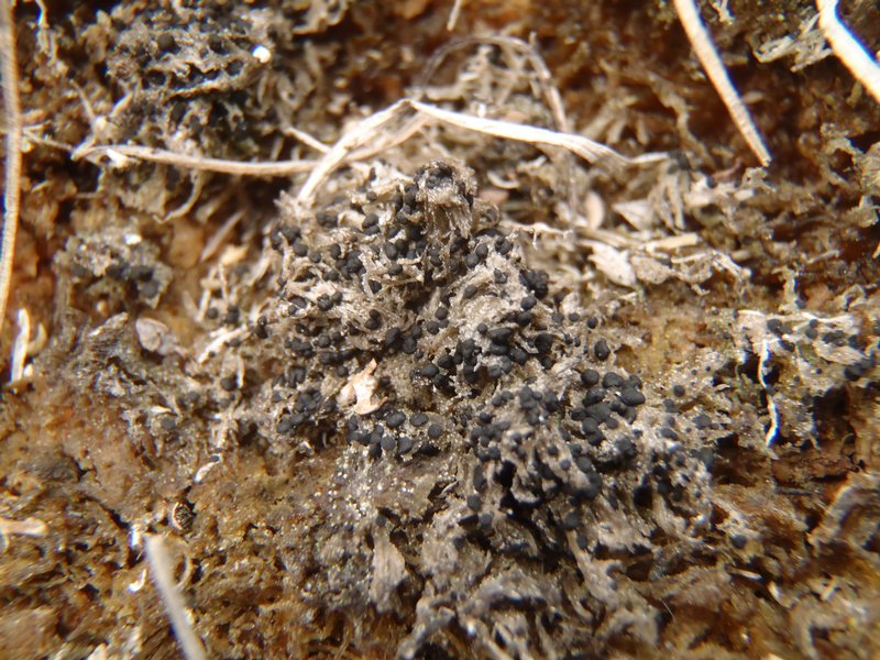 Bacidia bagliettoana