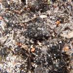 Bacidia bagliettoana