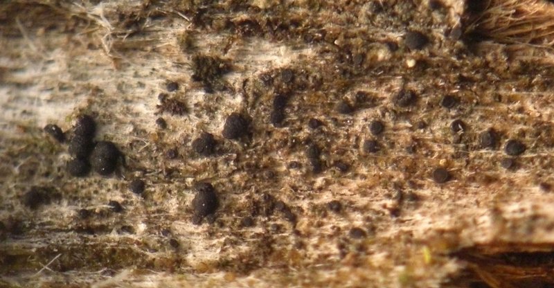 Bacidia beckhausii