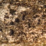 Bacidia beckhausii