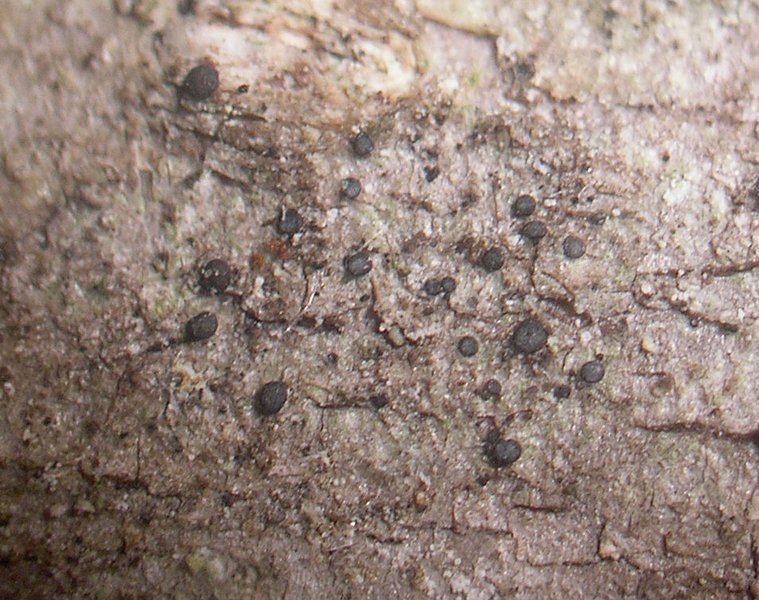 Bacidia beckhausii