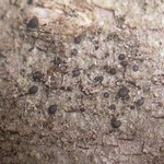 Bacidia beckhausii