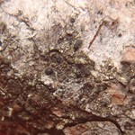 Bacidia circumspecta