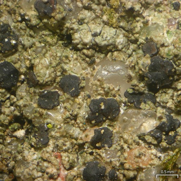 Bacidia coprodes