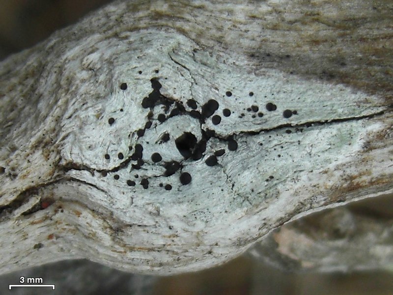 Bacidia heterochroa
