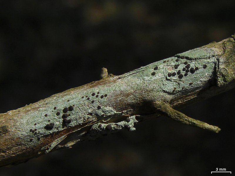 Bacidia heterochroa