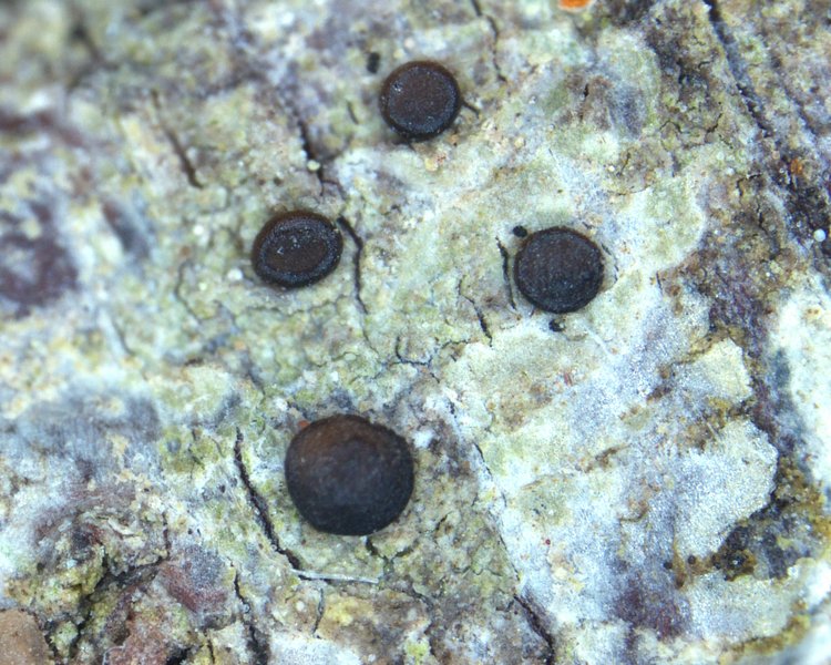 Bacidia heterochroa