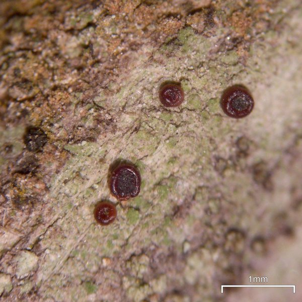 Bacidia laurocerasi ssp. idahoensis