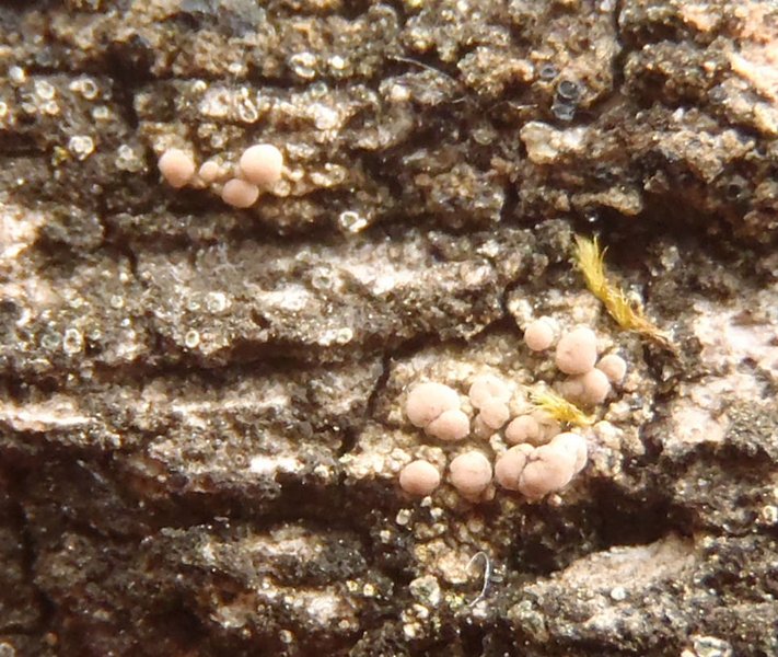 Bacidia rosellizans