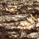 Bacidia rosellizans