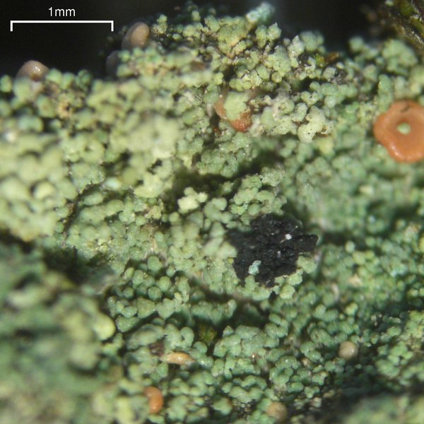 Bacidia rubella