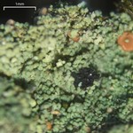 Bacidia rubella