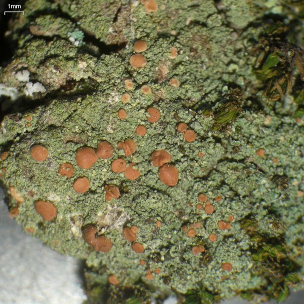 Bacidia rubella