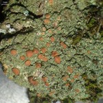 Bacidia rubella