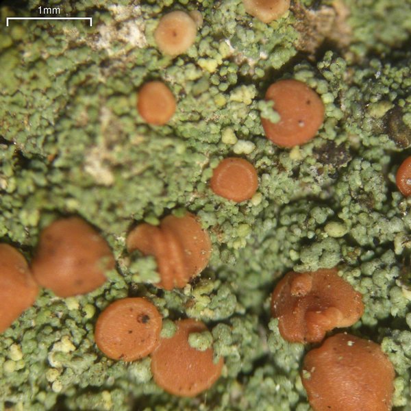 Bacidia rubella
