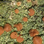 Bacidia rubella