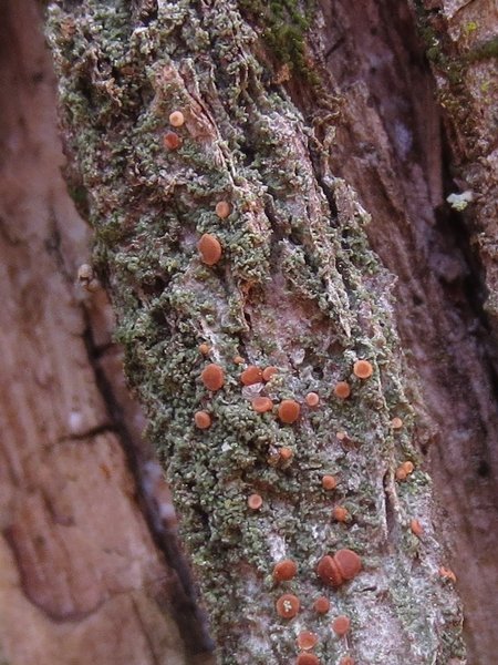 Bacidia rubella