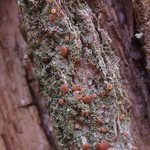 Bacidia rubella