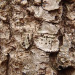 Bacidia salmonea