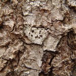 Bacidia salmonea