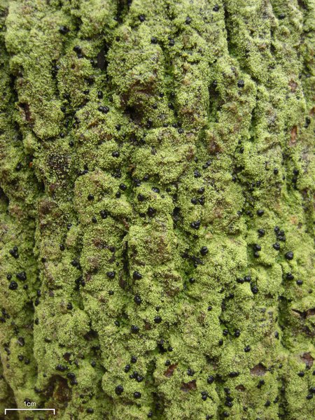 Bacidia schweinitzii