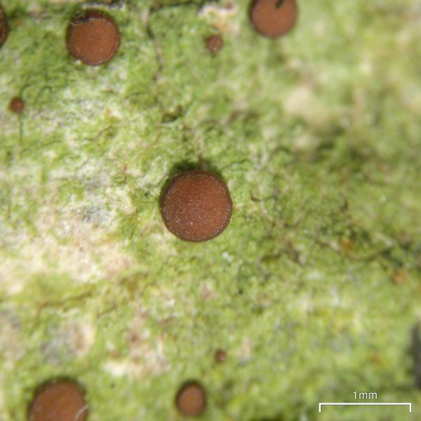 Bacidia schweinitzii