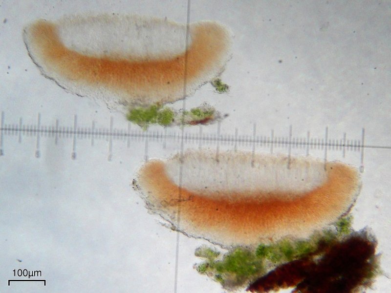Bacidia schweinitzii