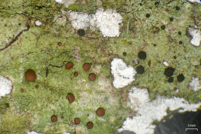 Bacidia schweinitzii