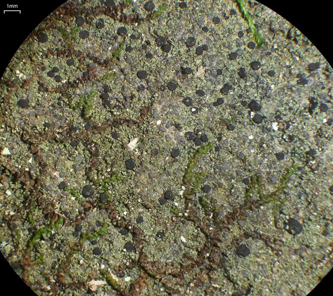 Bacidia schweinitzii