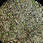 Bacidia schweinitzii
