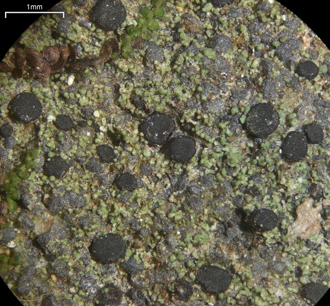 Bacidia schweinitzii