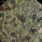 Bacidia schweinitzii
