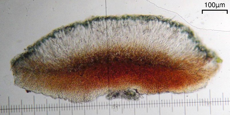 Bacidia schweinitzii