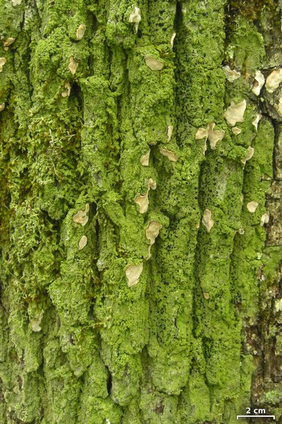 Bacidia schweinitzii