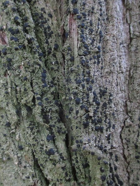 Bacidia schweinitzii
