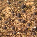 Bacidia subincompta