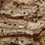 Bacidia vermifera
