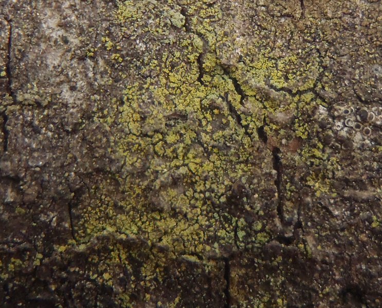 Bacidia viridifarinosa