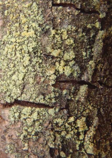Bacidia viridifarinosa