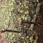 Bacidia viridifarinosa