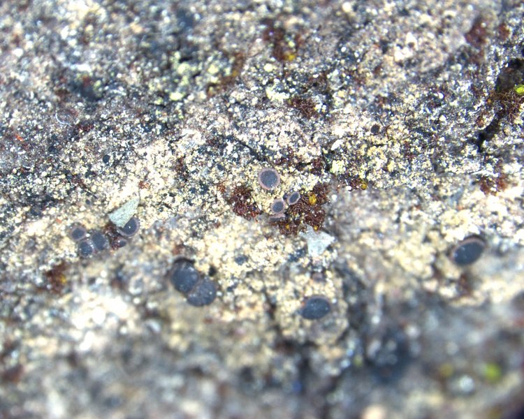 Bacidina arnoldiana