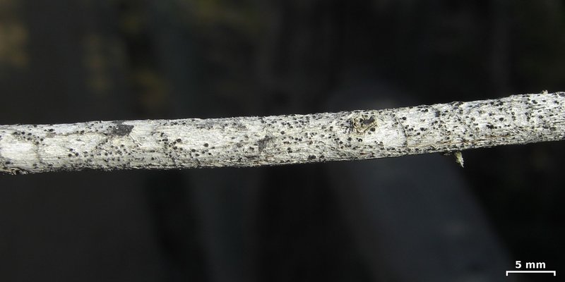 Bacidina californica