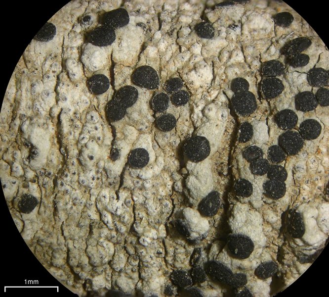 Bacidina californica