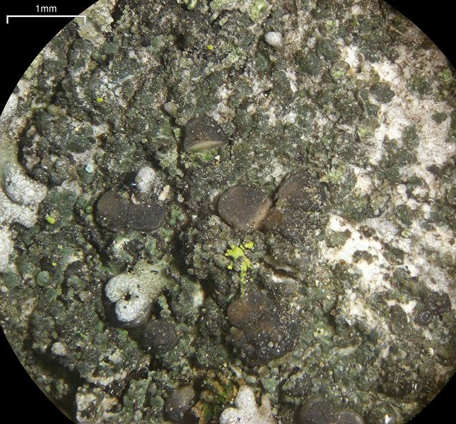 Bacidina californica