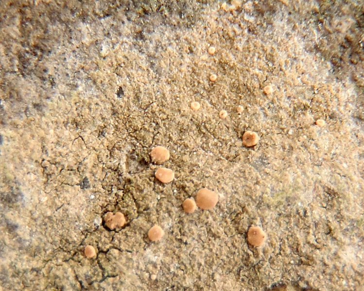 Bacidina chloroticula